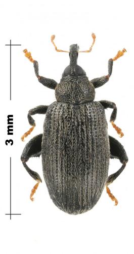 Orchestes fagi